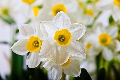 前《星露谷物语》开发者城市模拟新作发布视频